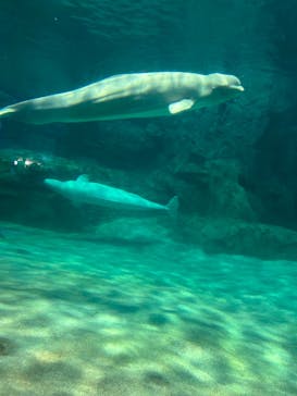 名古屋港水族館に投稿された画像（2024/8/16）
