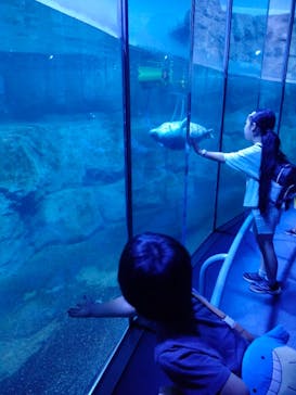 横浜・八景島シーパラダイスに投稿された画像（2024/8/16）