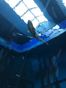 滋賀県立琵琶湖博物館に投稿された画像（2024/8/16）