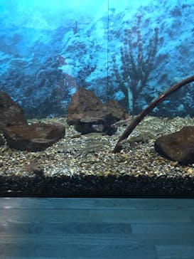 滋賀県立琵琶湖博物館に投稿された画像（2024/8/16）