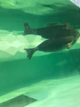 滋賀県立琵琶湖博物館に投稿された画像（2024/8/16）