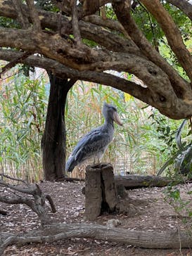 神戸どうぶつ王国に投稿された画像（2024/8/16）