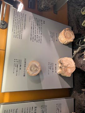 福井県立恐竜博物館に投稿された画像（2024/8/16）