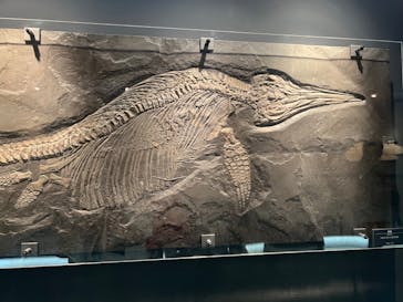 福井県立恐竜博物館に投稿された画像（2024/8/16）