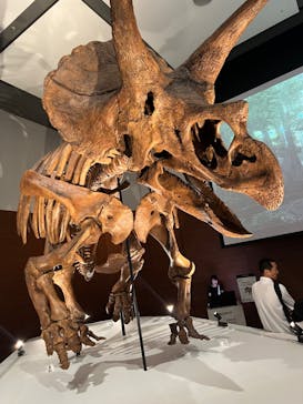 DinoScience 恐竜科学博 ～ララミディア大陸の恐竜物語～ 2024@OSAKAに投稿された画像（2024/8/16）