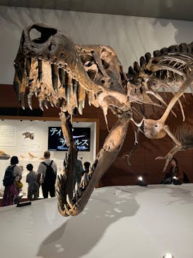DinoScience 恐竜科学博 ～ララミディア大陸の恐竜物語～ 2024@OSAKAに投稿された画像（2024/8/16）