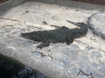 熱川バナナワニ園に投稿された画像（2024/8/16）