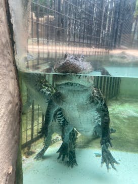 熱川バナナワニ園に投稿された画像（2024/8/16）