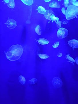 サンシャイン水族館に投稿された画像（2024/8/16）