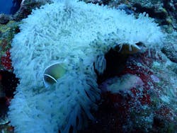 海遊び ネジに投稿された画像（2024/8/16）