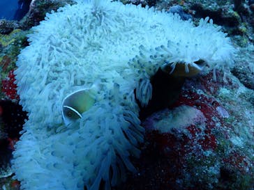 海遊び ネジに投稿された画像（2024/8/16）