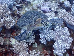 海遊び ネジに投稿された画像（2024/8/16）