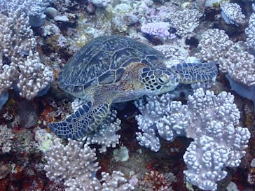 海遊び ネジに投稿された画像（2024/8/16）