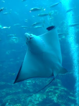 下田海中水族館に投稿された画像（2024/8/16）