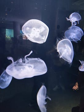 城崎マリンワールドに投稿された画像（2024/8/16）