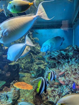 越前松島水族館に投稿された画像（2024/8/16）
