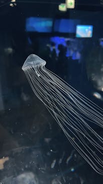 名古屋港水族館に投稿された画像（2024/8/16）