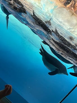 名古屋港水族館に投稿された画像（2024/8/16）