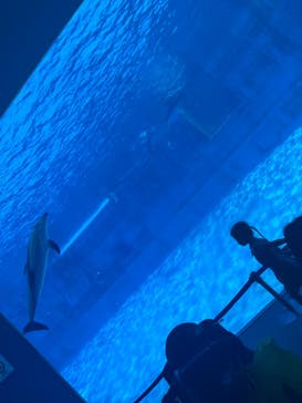 名古屋港水族館に投稿された画像（2024/8/16）