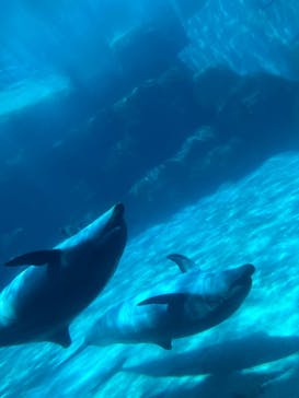 名古屋港水族館に投稿された画像（2024/8/16）