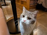 猫カフェモカ　新宿店に投稿された画像（2024/8/16）