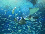 サンシャイン水族館に投稿された画像（2024/8/16）