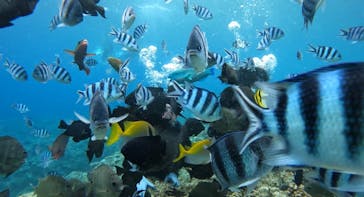 武藤潜水に投稿された画像（2024/8/16）