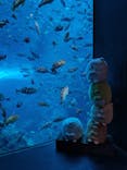 上越市立水族博物館 うみがたりに投稿された画像（2024/8/16）