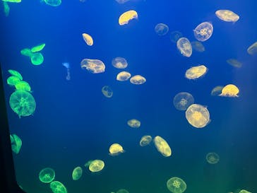 大分マリーンパレス水族館 「うみたまご」に投稿された画像（2024/8/16）