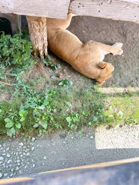 那須サファリパークに投稿された画像（2024/8/16）