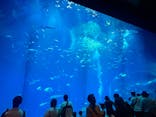 アクアワールド茨城県大洗水族館に投稿された画像（2024/8/16）