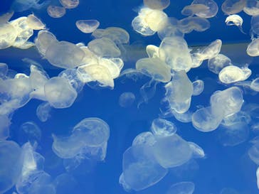 アクアワールド茨城県大洗水族館に投稿された画像（2024/8/16）