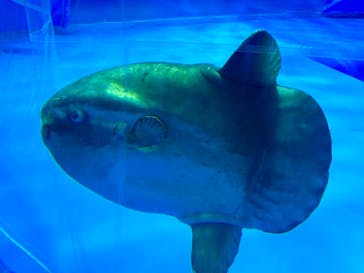 アクアワールド茨城県大洗水族館に投稿された画像（2024/8/16）