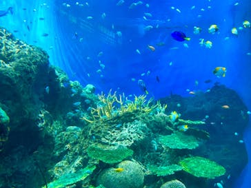 アクアワールド茨城県大洗水族館に投稿された画像（2024/8/16）