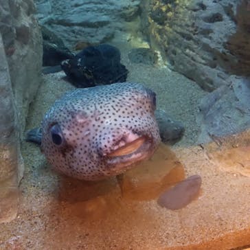 九十九島パールシーリゾートに投稿された画像（2024/8/16）