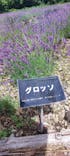 たんばらラベンダーパークに投稿された画像（2024/8/16）