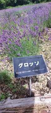 たんばらラベンダーパークに投稿された画像（2024/8/16）