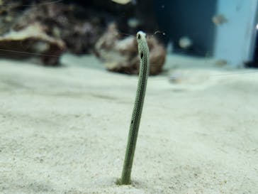 アクアワールド茨城県大洗水族館に投稿された画像（2024/8/16）