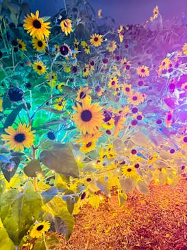 せんだい農業園芸センター　みどりの杜に投稿された画像（2024/8/16）