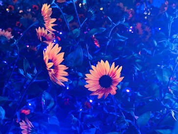 せんだい農業園芸センター　みどりの杜に投稿された画像（2024/8/16）