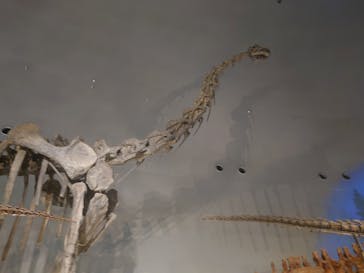 福井県立恐竜博物館に投稿された画像（2024/8/16）