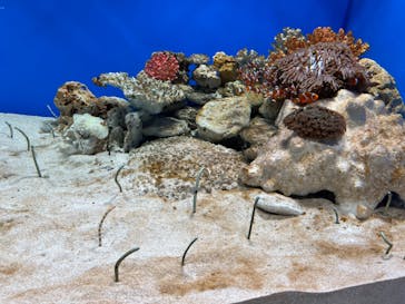 城崎マリンワールドに投稿された画像（2024/8/16）