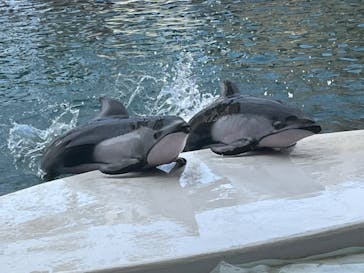 城崎マリンワールドに投稿された画像（2024/8/16）