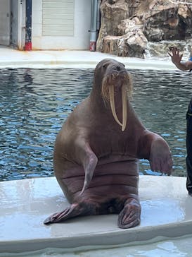 城崎マリンワールドに投稿された画像（2024/8/16）