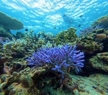 西表島 ADVENTURE PiPi（アドベンチャーピピ）に投稿された画像（2024/8/16）