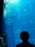 アクアワールド茨城県大洗水族館に投稿された画像（2024/8/16）