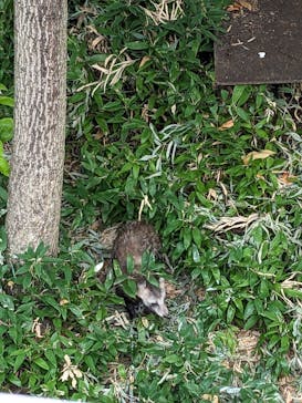 名古屋市東山動植物園に投稿された画像（2024/8/16）