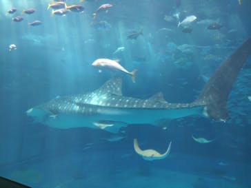 沖縄美ら海水族館に投稿された画像（2024/8/16）
