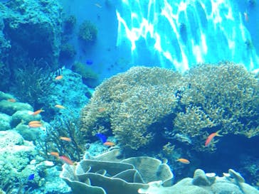 沖縄美ら海水族館に投稿された画像（2024/8/16）