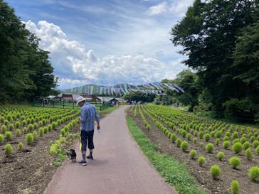 たんばらラベンダーパークに投稿された画像（2024/8/16）